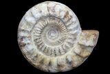 Monster, Jurassic Ammonite Fossil - Madagascar #77655-1